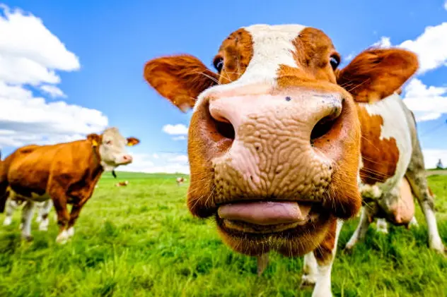 cow at a meadow in austria