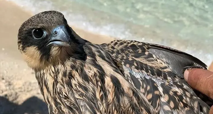 Baunei, salvato un esemplare di falco della regina