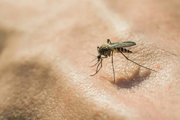 Mosquito drinks blood by a large plateau