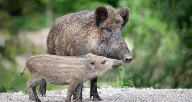 Roma, 50enne aggredita da un cinghiale: “Ho pensato di morire”