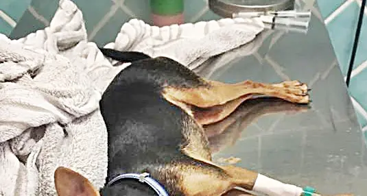Poetto, sos in spiaggia per i cani: “Bocconi avvelenati o le bestiole ricoverate hanno ingerito lumache di mare”?