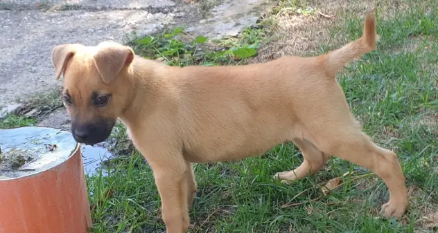 Thor aspetta una nuova famiglia al Canile comunale di Cagliari