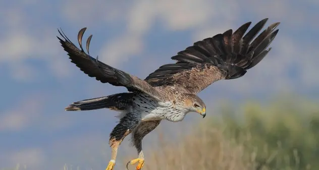 Choc a Giba: aquila del Bonelli uccisa da una fucilata