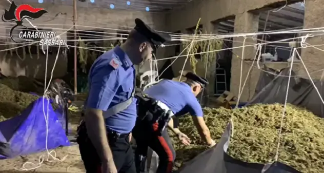 Maxi operazione anti droga a Telti: laboratorio della marijuana in un capannone, sei arresti