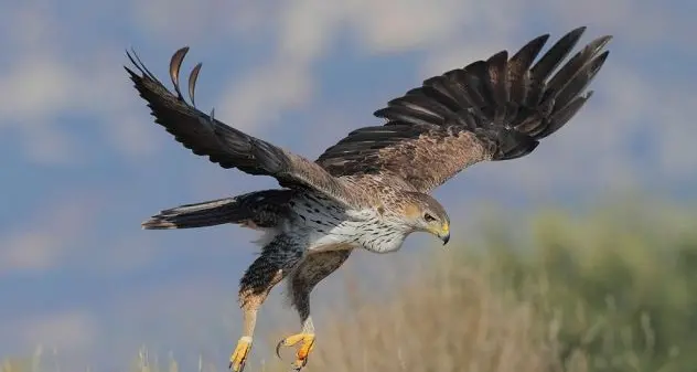 Uccisa un’ aquila di Bonelli. Ispra: “Una fucilata contro la Sardegna”