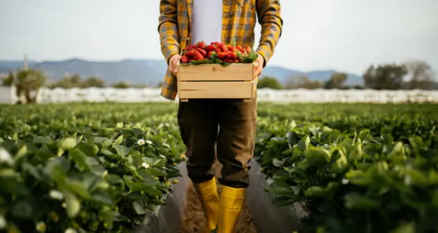 Caro energia e concimi: i più colpiti grano, fiori e frutta