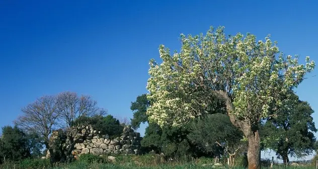 I tesori archeologici di Atzara: il nuraghe Abbagadda, le tombe dei giganti, le chiese campestri