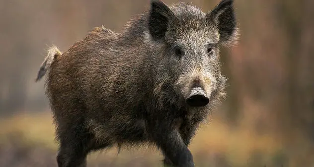 \"Abbiamo investito un cinghiale, ci spetta il rimborso\", ma avevano tolto la carcassa dal freezer