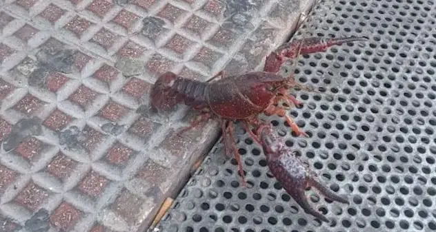 Crostaceo sul marciapiede tra le persone: fuga dal ristorante?