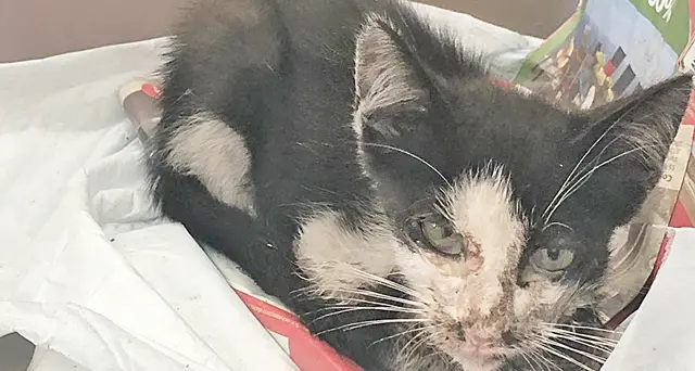 Il gattino in fin di vita con la mandibola fracassata: ecco GianPuzzy, salvato dai volontari di Micilandia&Co. VIDEO E FOTO