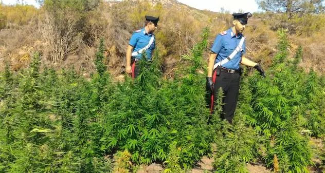 Scoperta piantagione di marijuana a Bonorva: arrestato 20enne