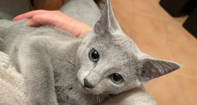 Ginette, una blu di Russia, è il gatto più bello del mondo