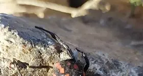 Avvistata una ‘vedova nera sarda’, si tratta di un esemplare di Argia. Sul posto Forestale e Compagnia Barracellare