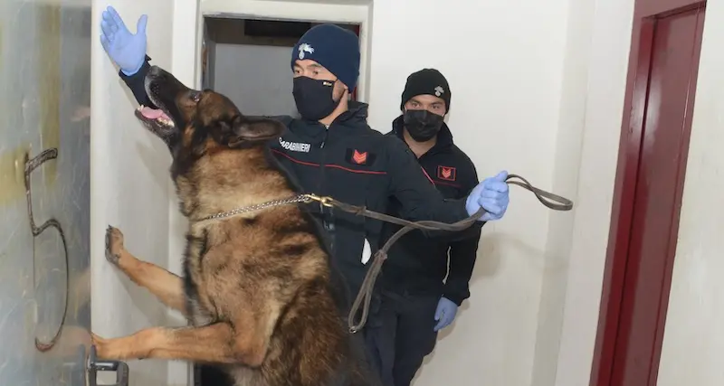 Dolianova. Nascondeva 23kg di marijuana in camera da letto: arrestato un 30enne