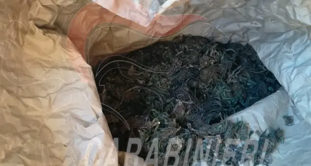 Talana. I carabinieri sequestrano 1200 chili di marjuana divisi in bidoni di plastica