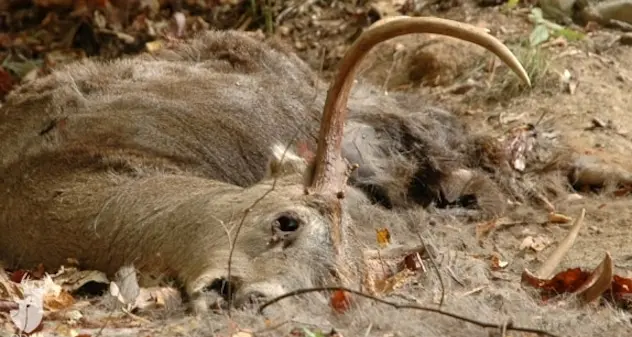 La malattia emorragica del cervo arriva in Sardegna