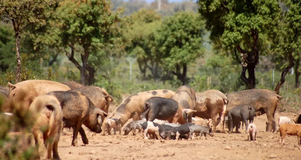 Peste suina, spari sulla task force è preoccupazione per la sicurezza dei veterinari