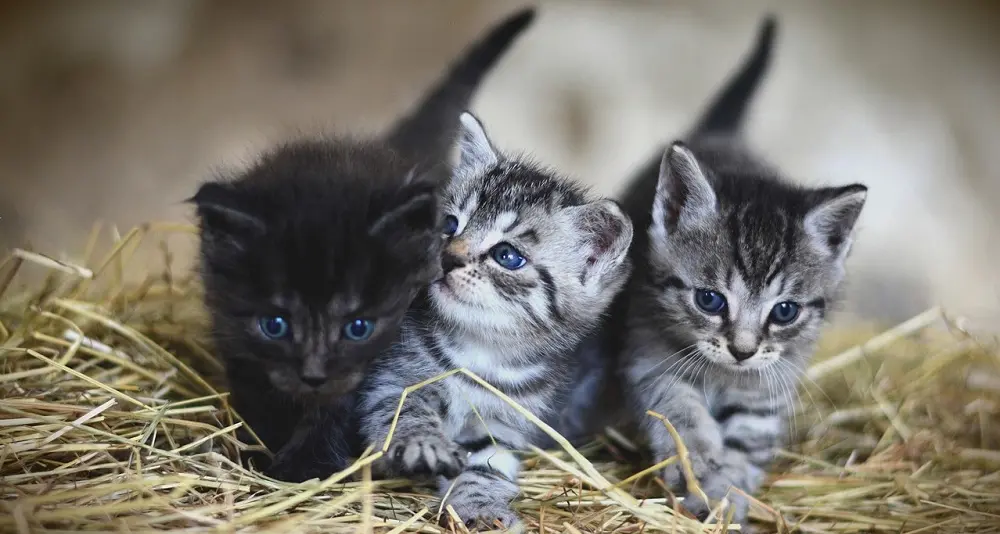 Le Iene a Tortolì per donare 200 gattini a chi vorrà adottarli