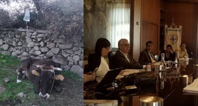 Malattia del cervo, la regione attiva la task force