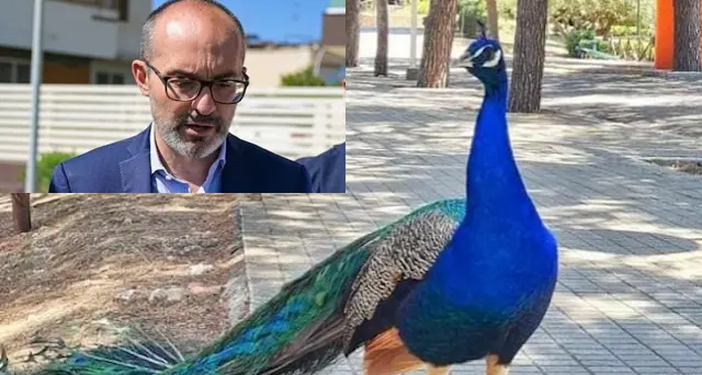 Aviaria in parco a Cagliari. Truzzu: “Stop abbattimento degli uccelli”