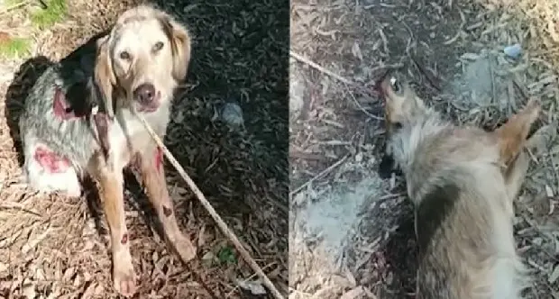 Reggio Calabria. Due cagnoline legate con un cappio e trascinate da una macchina: la denuncia