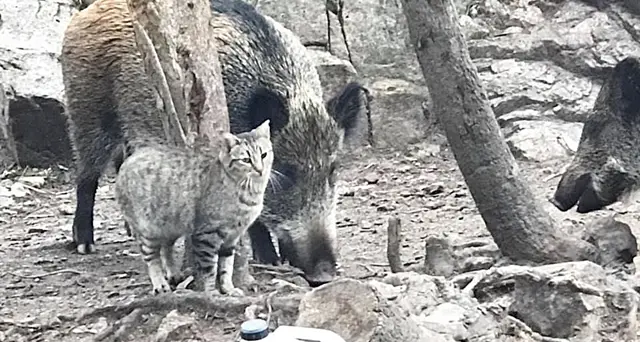 Cinghiali e gattini convivono insieme vicino alla Casa di Garibaldi: il bellissimo Video