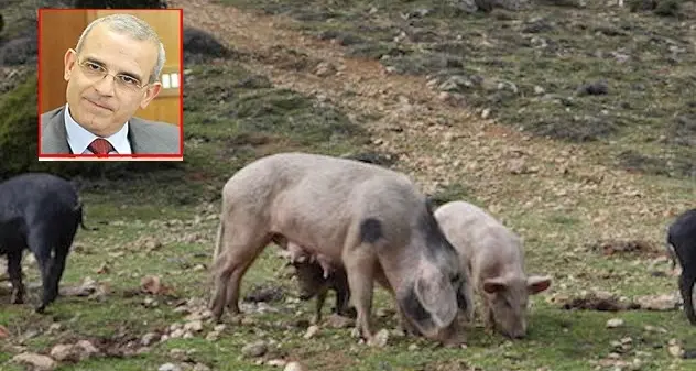 Eradicazione della peste suina. Cossa (Riformatori): “Vicini al traguardo”