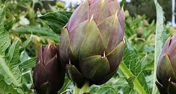 Crollo sul prezzo dei carciofi, Cia Cagliari: \"Situazione inaccettabile e insostenibile\"