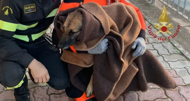 Cagliari, vigili del fuoco salvano un cane nel canale di Terramaini
