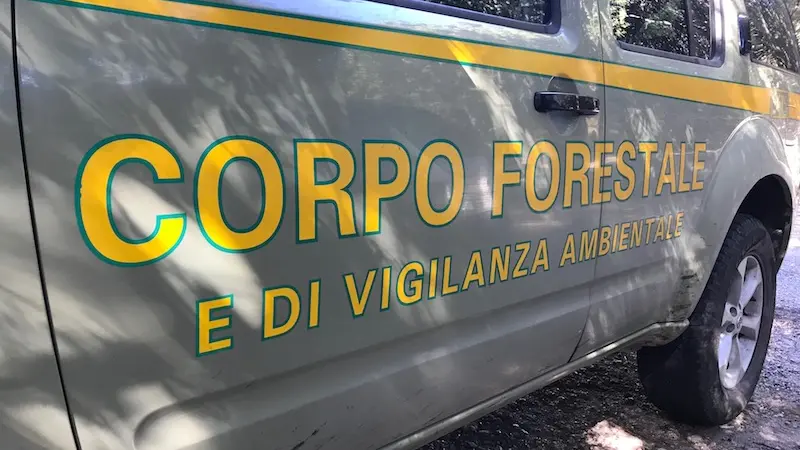 Choc a Cagliari: cagnolini seviziati e uccisi nel parco di Molentargius, \"Chi sa parli\"