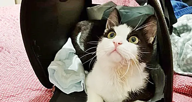 La storia a lieto fine del gattino in fin di vita GianPuzzy: i volontari di Micilandia&Co Onlus gli trovano una padrona e una casa
