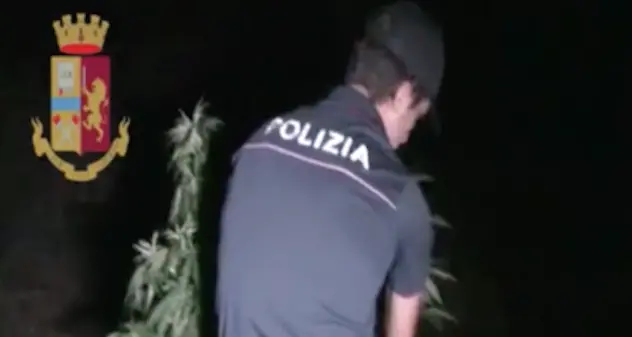 Coltivavano piante di marijuana: arresti a Oliena e Fonni. VIDEO