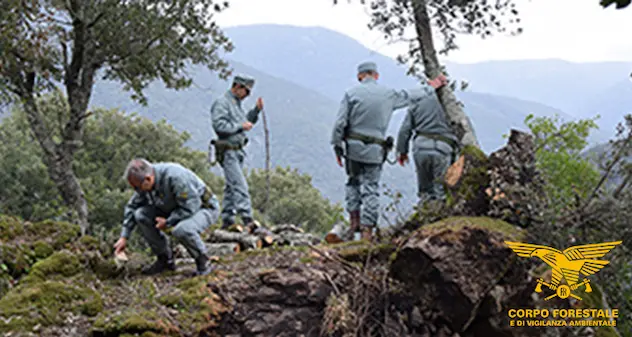 Ballao. Abbattono albero di leccio per fare legna, denunciati