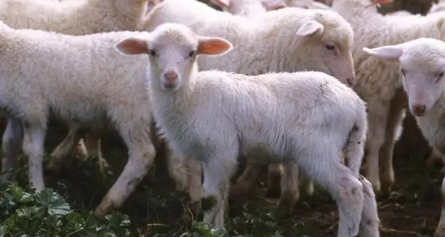 Allevatori in allarme: garantire prezzo equo dell'agnello