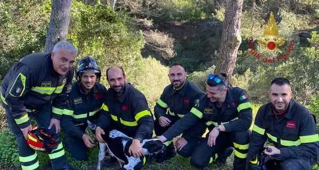 Carloforte. Cade in un tunnel minerario, cane salvato dai Vigili del fuoco