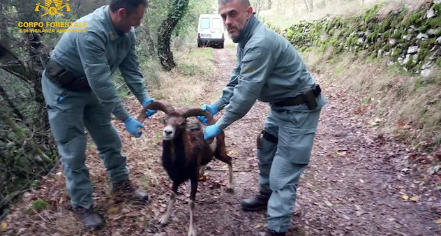 Gadoni, la Forestale salva un esemplare di muflone