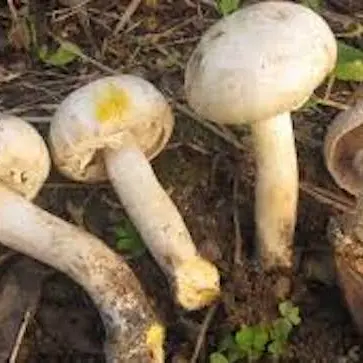 Donna muore dopo aver mangiato funghi: ricoverato il fidanzato