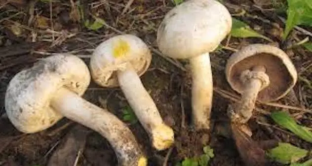 Le regalano dei funghi raccolti nelle campagne del paese: intossicata una donna