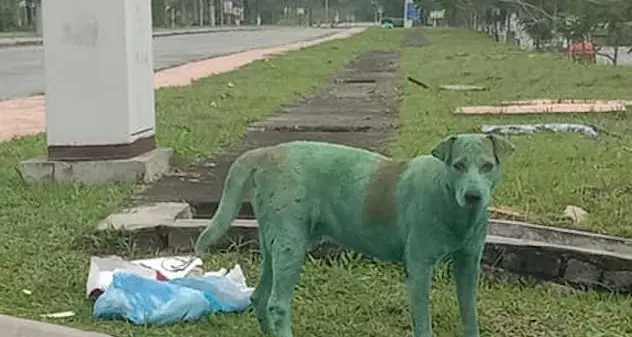 Immagini shock: cane verniciato di verde