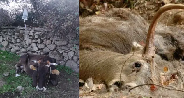 Malattia del cervo, la Sardegna verso la ripresa delle movimentazioni