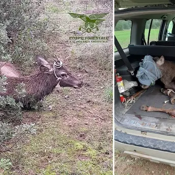 Siliqua. Cervo investito da un’auto viene soccorso dalla Forestale