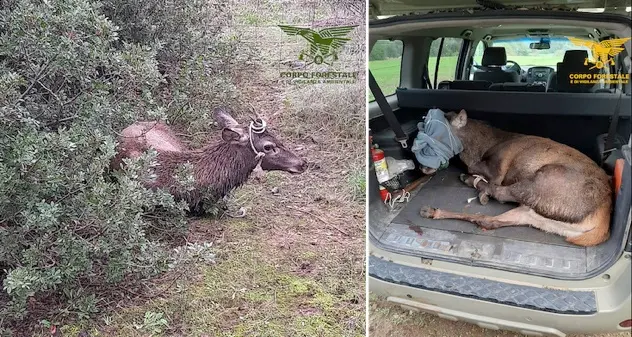 Siliqua. Cervo investito da un’auto viene soccorso dalla Forestale