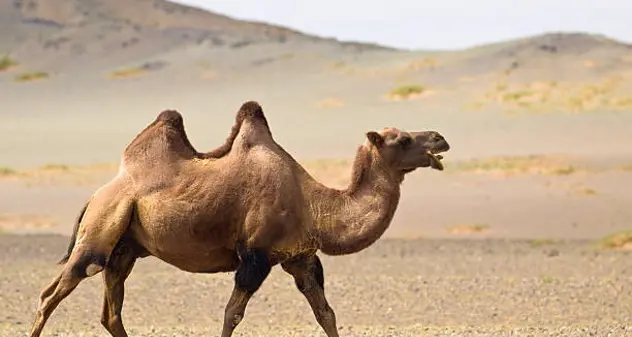 “Mers”: l’“influenza del cammello” può essere più letale del Covid