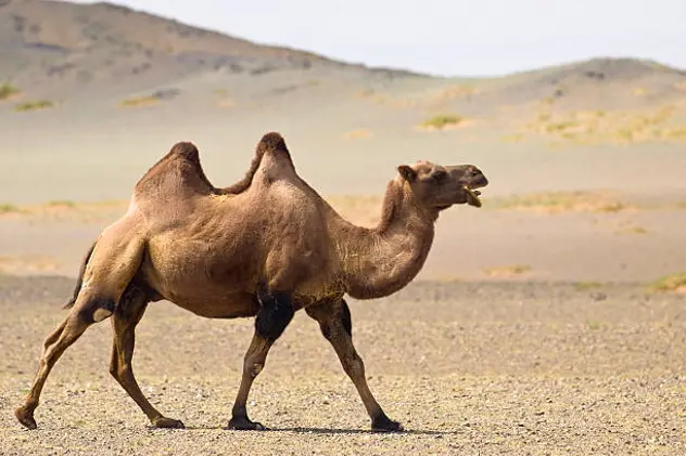Camel on the edge of Dunes in Gobi desert in summer, Hongoran Els, sauth Mongolia.