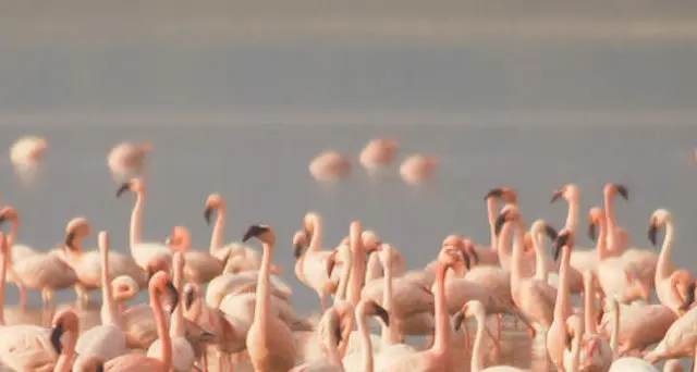 Arborea. Spaventa fenicotteri col drone e posta video su Instagram: pilota denunciato