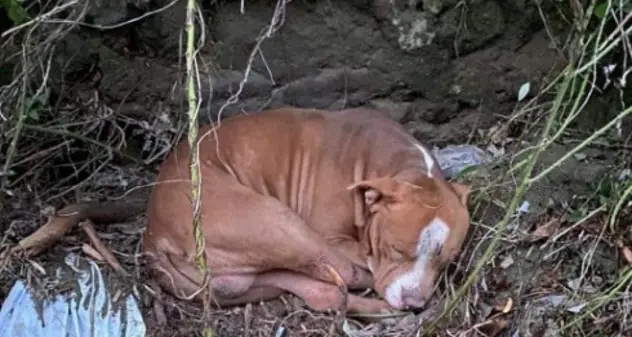 Ischia. Ritrovato Thor: dato per disperso durante la frana, si era rifugiato in un canalone
