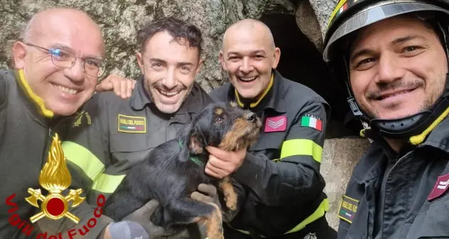 Due cagnolini in pericolo salvati dai vigili del fuoco di Olbia