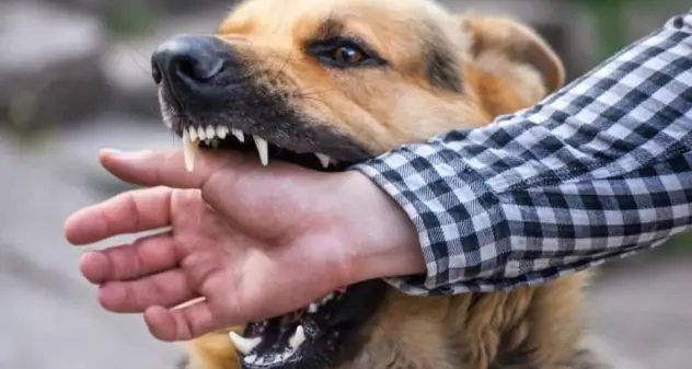 Maracalagonis. Cane aggredisce una donna e sbrana i suoi cagnolini