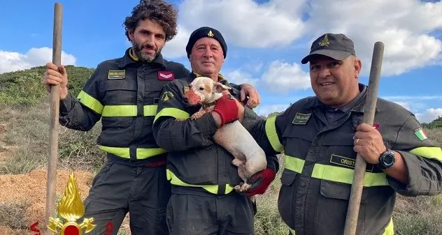 Riola Sardo. Cucciolo di Jack Russel rimane incastrato nel terreno: salvato dai pompieri
