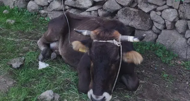 Malattia del cervo. Via libera alla movimentazione del bestiame poi il dietrofront